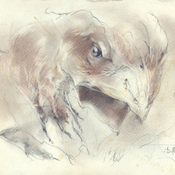drawing