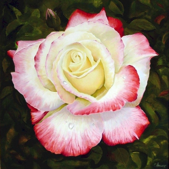 "Rose"